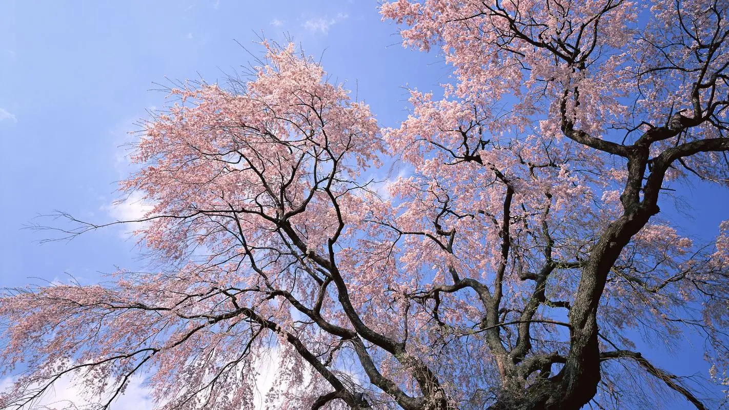九游手机版